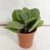 CGASPL Kalanchoe Millotii Small Succulent Plant