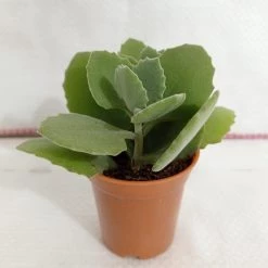 CGASPL Kalanchoe Millotii Small Succulent Plant