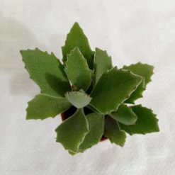 CGASPL Kalanchoe Behartii Small Succulent Plant