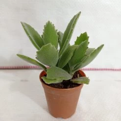 CGASPL Kalanchoe Behartii Small Succulent Plant