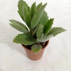 CGASPL Kalanchoe Behartii Small Succulent Plant