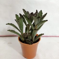 CGASPL Kalanchoe Tomentosa Nigra Small Succulent Plant Plants
