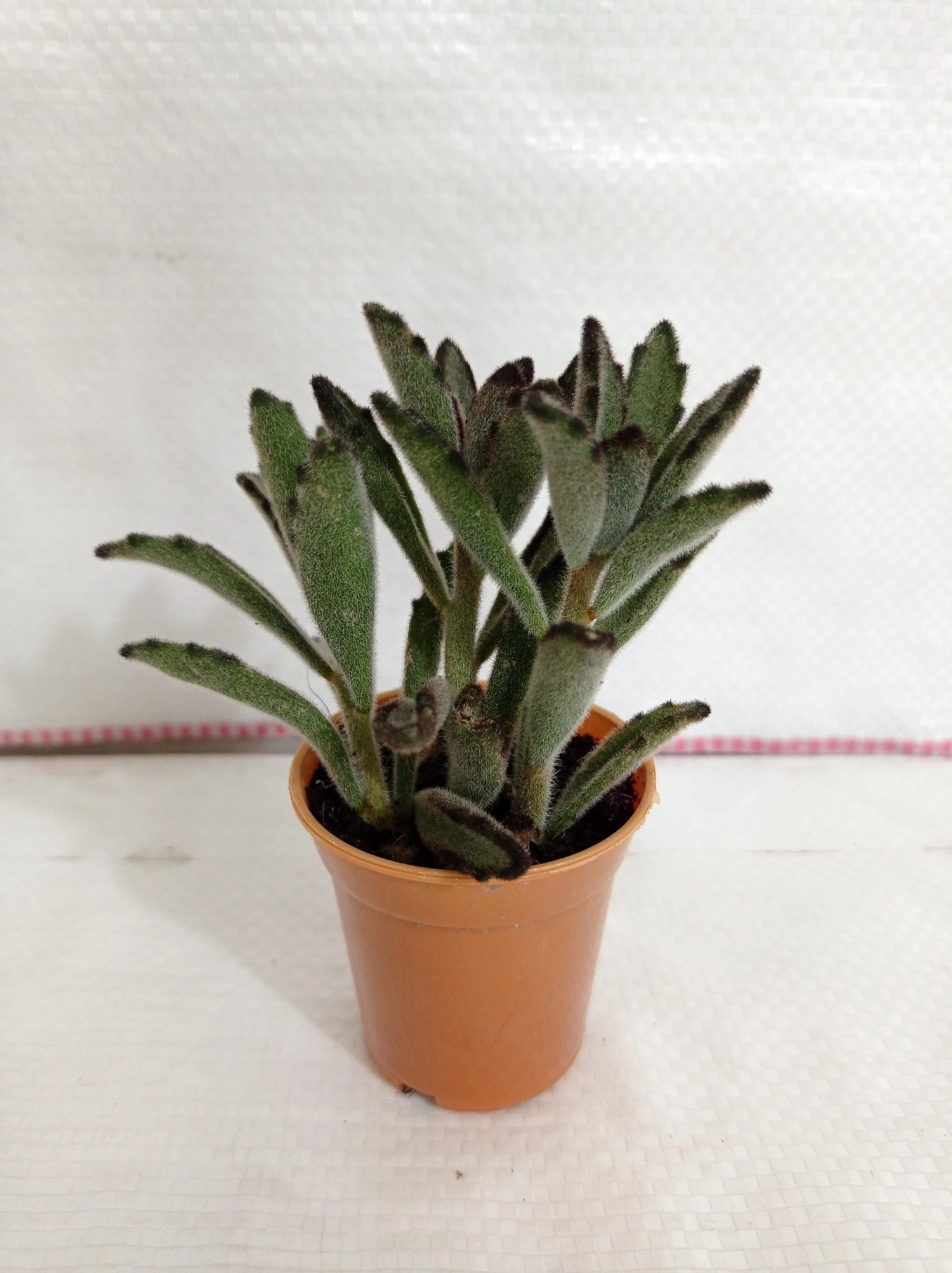 CGASPL Kalanchoe Tomentosa Nigra Small Succulent Plant Plants 3 CGASPL Kalanchoe Tomentosa Nigra Small Succulent Plant Plants