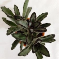 CGASPL Kalanchoe Tomentosa Nigra Small Succulent Plant Plants