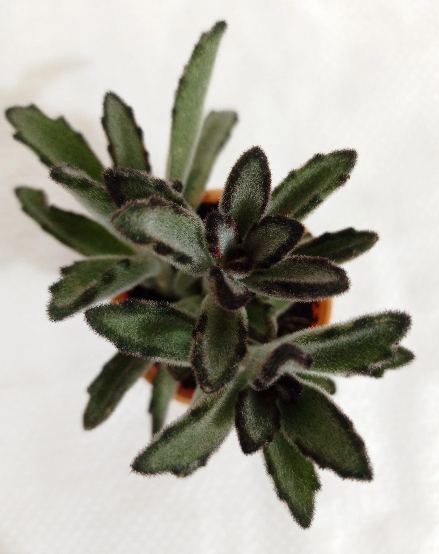 CGASPL Kalanchoe Tomentosa Nigra Small Succulent Plant Plants 4 CGASPL Kalanchoe Tomentosa Nigra Small Succulent Plant Plants