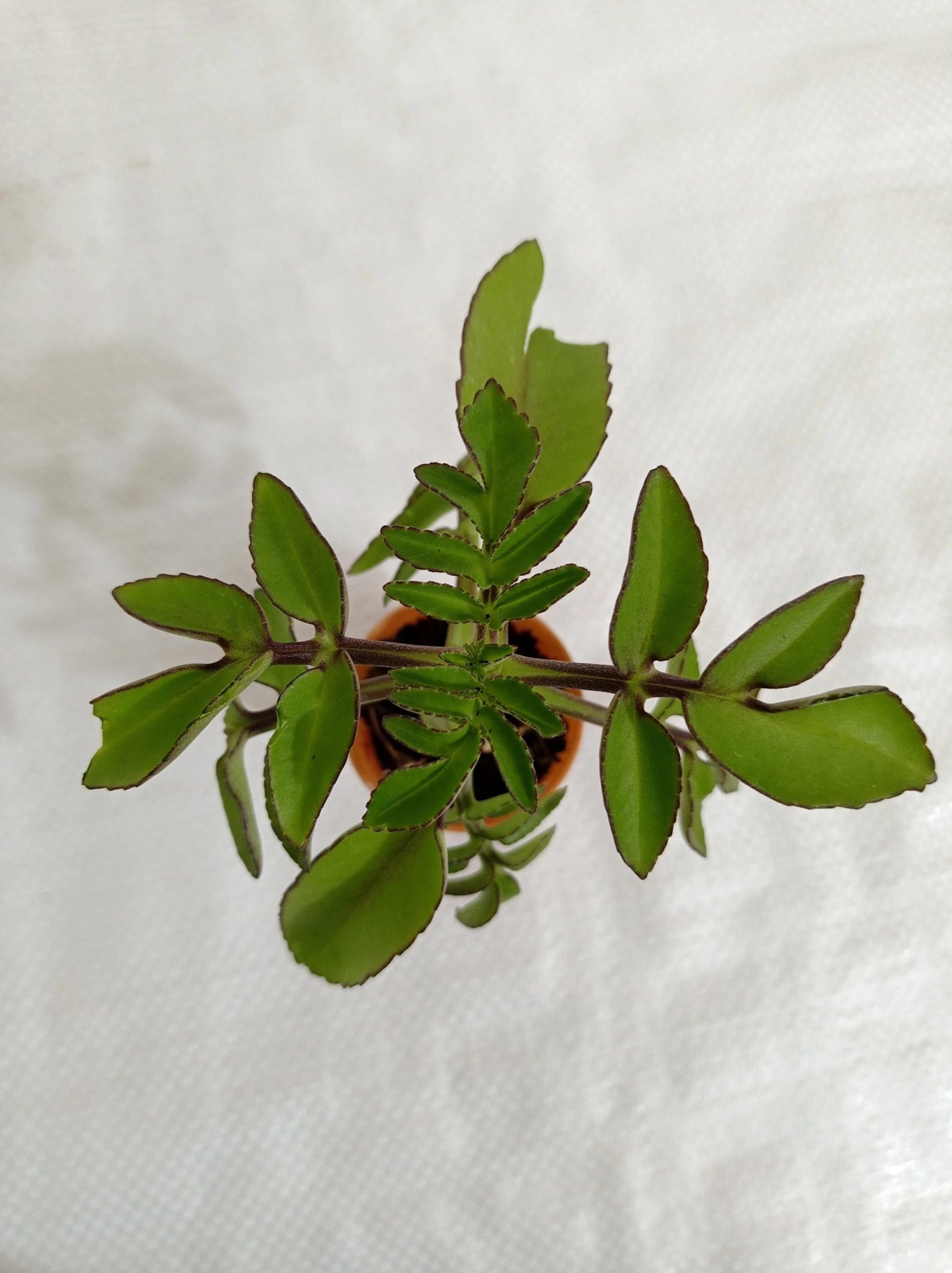 CGASPL Kalanchoe Prolifera Small Succulent Plant 5 CGASPL Kalanchoe Prolifera Small Succulent Plant