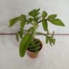 CGASPL Kalanchoe Prolifera Small Succulent Plant