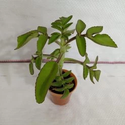CGASPL Kalanchoe Prolifera Small Succulent Plant