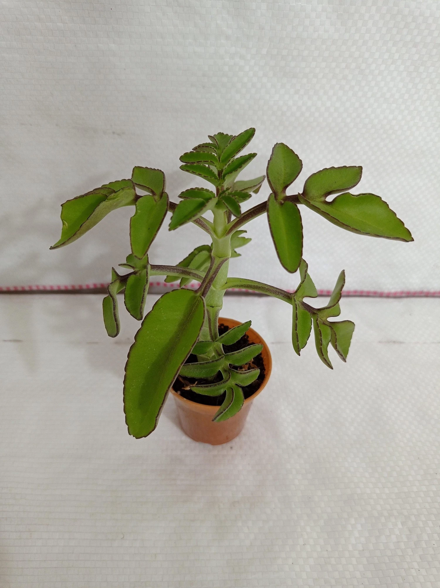 CGASPL Kalanchoe Prolifera Small Succulent Plant 3 CGASPL Kalanchoe Prolifera Small Succulent Plant