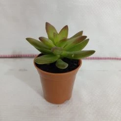 CGASPL Sedum Adolphii 'Firestorm' Small Succulent Plant Plants