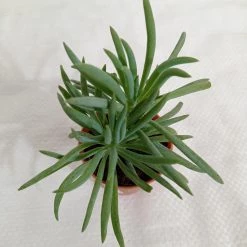 CGASPL Senecio Cylindricus (Leaf Chalk Sticks) Small Succulent Plant Plants