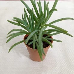 CGASPL Senecio Cylindricus (Leaf Chalk Sticks) Small Succulent Plant Plants
