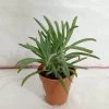 CGASPL Senecio Cylindricus (Leaf Chalk Sticks) Small Succulent Plant Plants