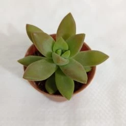 CGASPL Plants Sedum Adolphii (Golden Sedum) Small Succulent Plant