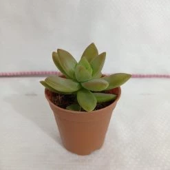 CGASPL Plants Sedum Adolphii (Golden Sedum) Small Succulent Plant