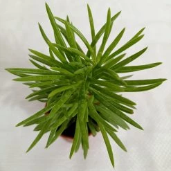 CGASPL Senecio Barbertonicus Small Succulent Plant