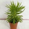 CGASPL Senecio Barbertonicus Small Succulent Plant