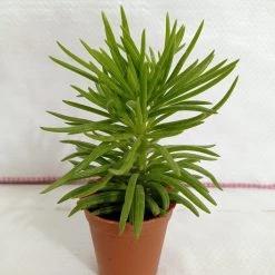 CGASPL Senecio Barbertonicus Small Succulent Plant