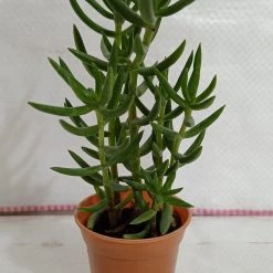 CGASPL Crassula Tetragona (Miniature Pine Tree) Small Succulent Plant