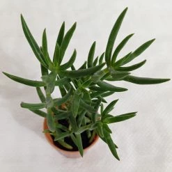 CGASPL Crassula Tetragona (Miniature Pine Tree) Small Succulent Plant