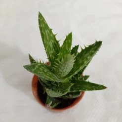 CGASPL Aloe Juvenna (Tiger Tooth Aloe) Small Succulent Plant Plants