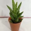 CGASPL Aloe Juvenna (Tiger Tooth Aloe) Small Succulent Plant Plants 1 CGASPL Aloe Juvenna (Tiger Tooth Aloe) Small Succulent Plant Plants