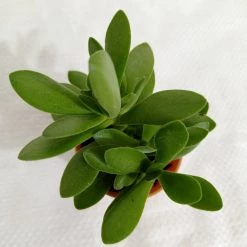 CGASPL Crassula Money Maker (Jade Plant) Small Succulent Plant
