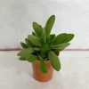 CGASPL Crassula Money Maker (Jade Plant) Small Succulent Plant