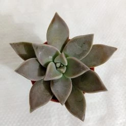 CGASPL Plants Graptopetalum Paraguayense (Ghost Plant) Small Succulent Plant