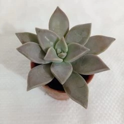 CGASPL Plants Graptopetalum Paraguayense (Ghost Plant) Small Succulent Plant