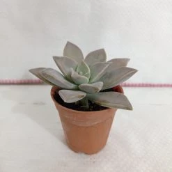 CGASPL Plants Graptopetalum Paraguayense (Ghost Plant) Small Succulent Plant