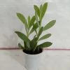 CGASPL Senecio Crassisimus Small Succulent Plant Plants