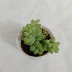 CGASPL Sedum 'Burrito Baby' Donkey's Tail Small Succulent Plant Plants