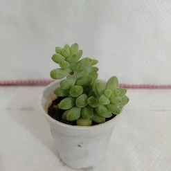 CGASPL Sedum 'Burrito Baby' Donkey's Tail Small Succulent Plant Plants 7 CGASPL Sedum 'Burrito Baby' Donkey's Tail Small Succulent Plant Plants