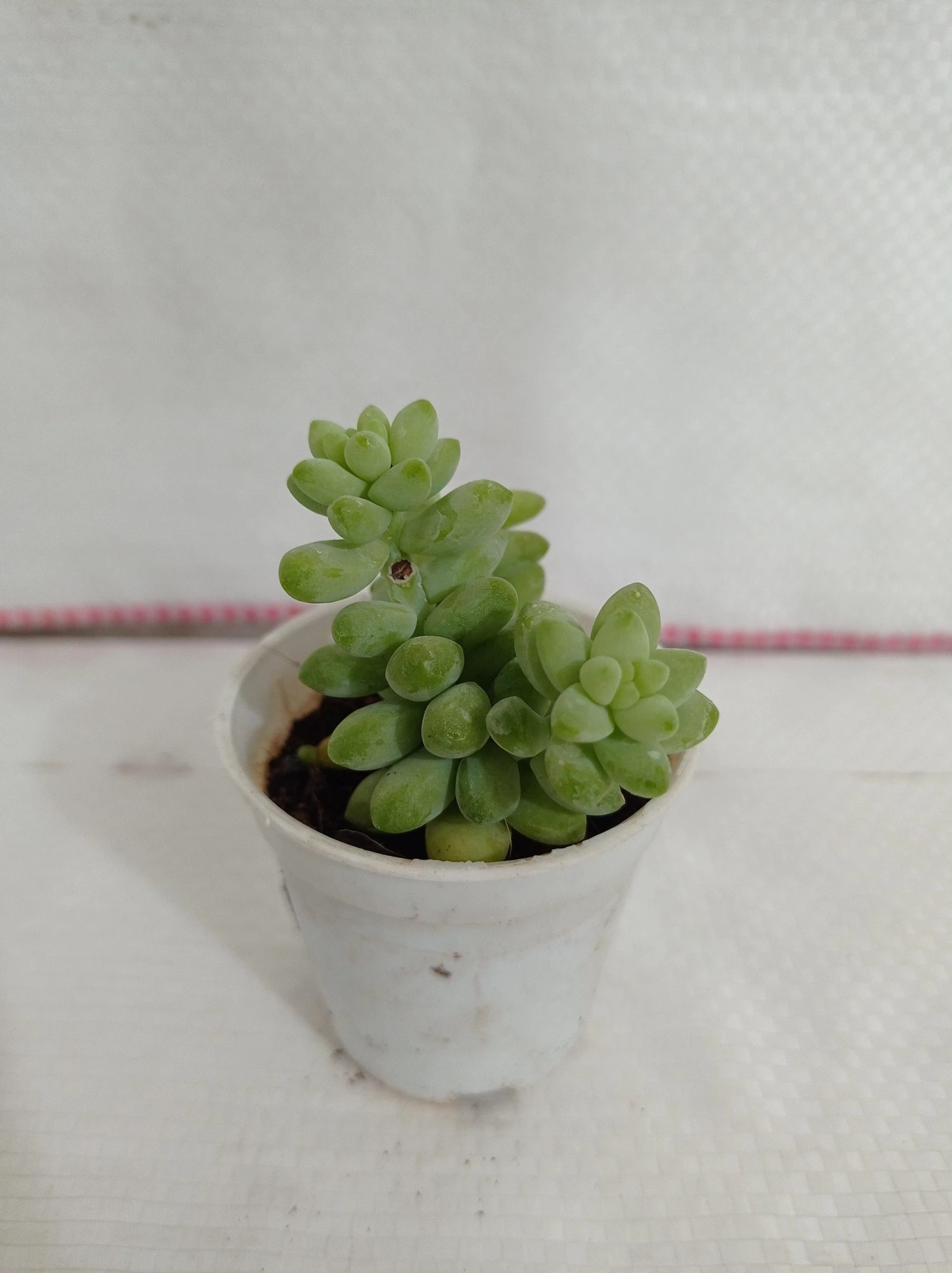 CGASPL Sedum 'Burrito Baby' Donkey's Tail Small Succulent Plant Plants 5 CGASPL Sedum 'Burrito Baby' Donkey's Tail Small Succulent Plant Plants