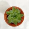 CGASPL Sempervivum Green Wheel (Lakshmi Kamal) Small Succulent Plant