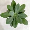CGASPL Plants Senecio Cephalophorus Succulent Plant