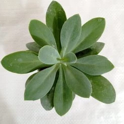 CGASPL Plants Senecio Cephalophorus Succulent Plant