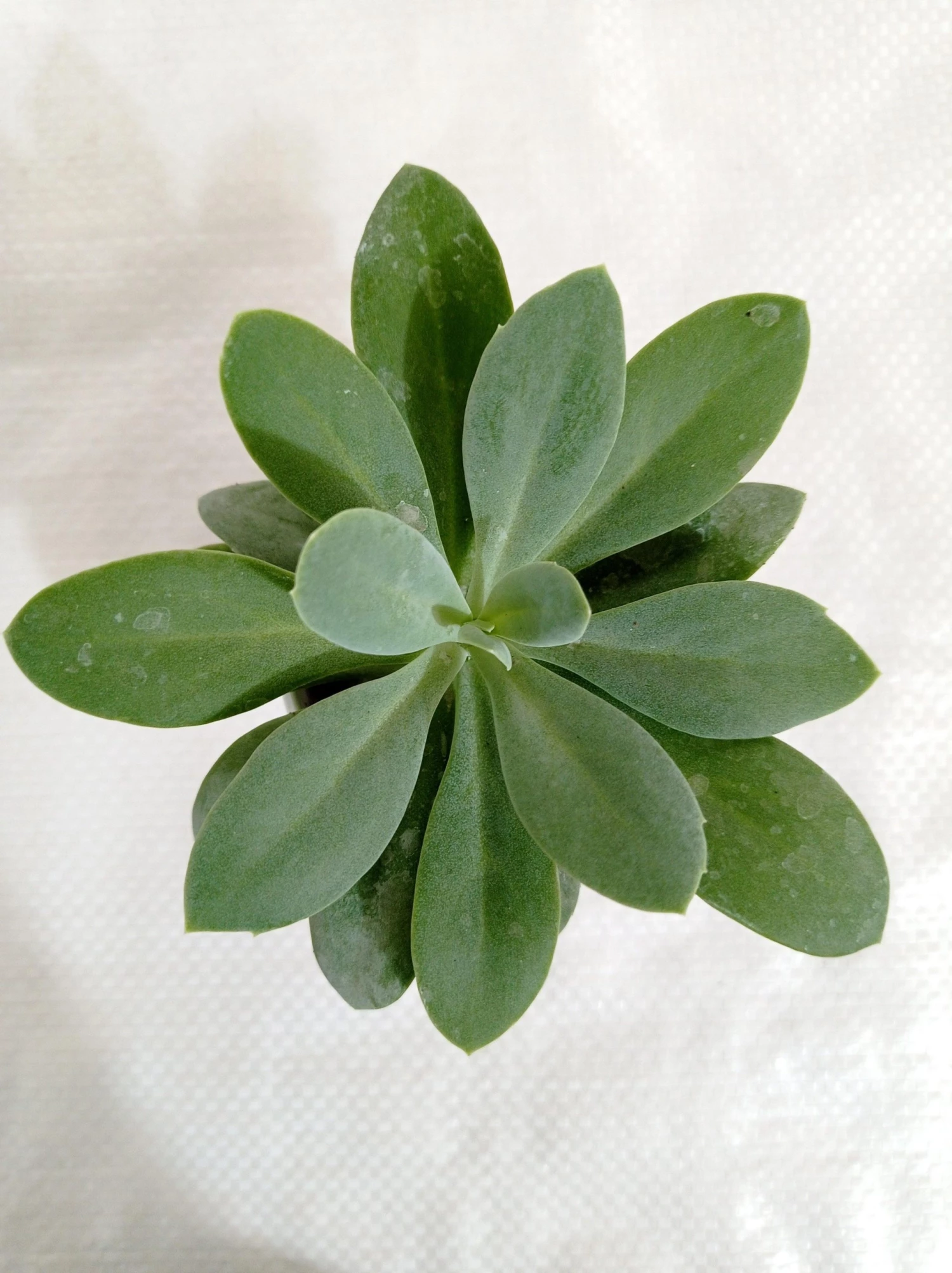 CGASPL Plants Senecio Cephalophorus Succulent Plant 3 CGASPL Plants Senecio Cephalophorus Succulent Plant