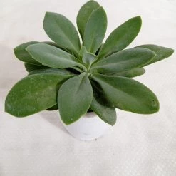 CGASPL Plants Senecio Cephalophorus Succulent Plant 6 CGASPL Plants Senecio Cephalophorus Succulent Plant