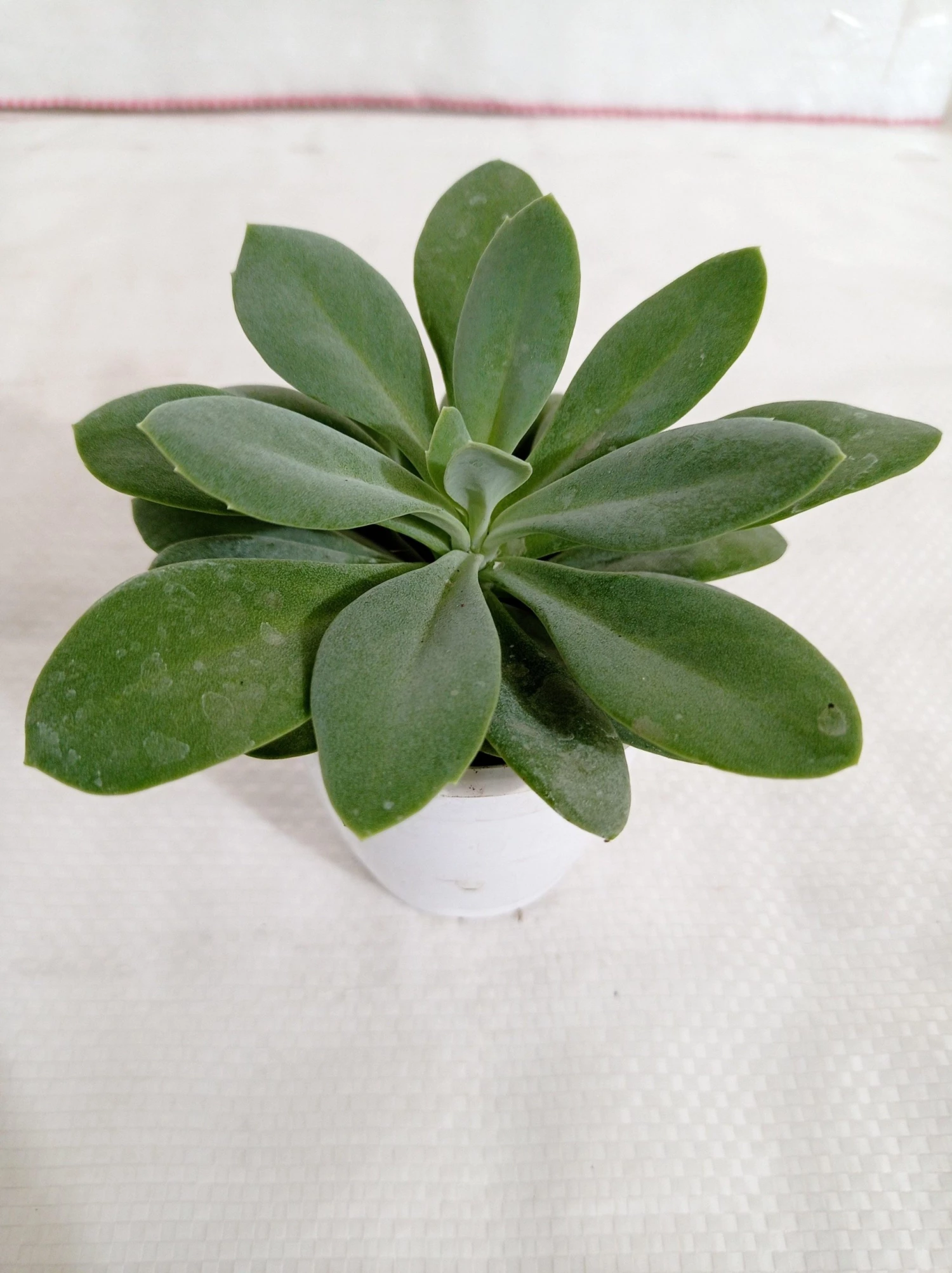 CGASPL Plants Senecio Cephalophorus Succulent Plant 4 CGASPL Plants Senecio Cephalophorus Succulent Plant