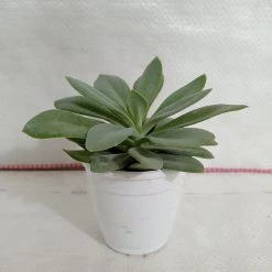 CGASPL Plants Senecio Cephalophorus Succulent Plant 7 CGASPL Plants Senecio Cephalophorus Succulent Plant