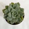 CGASPL Plants Sedeveria Green Rose Succulent Plant 2 CGASPL Plants Sedeveria Green Rose Succulent Plant