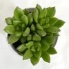 CGASPL Plants Sedum Alice Evans Succulent Plant 1 CGASPL Plants Sedum Alice Evans Succulent Plant