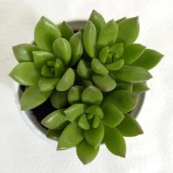 CGASPL Plants Sedum Alice Evans Succulent Plant