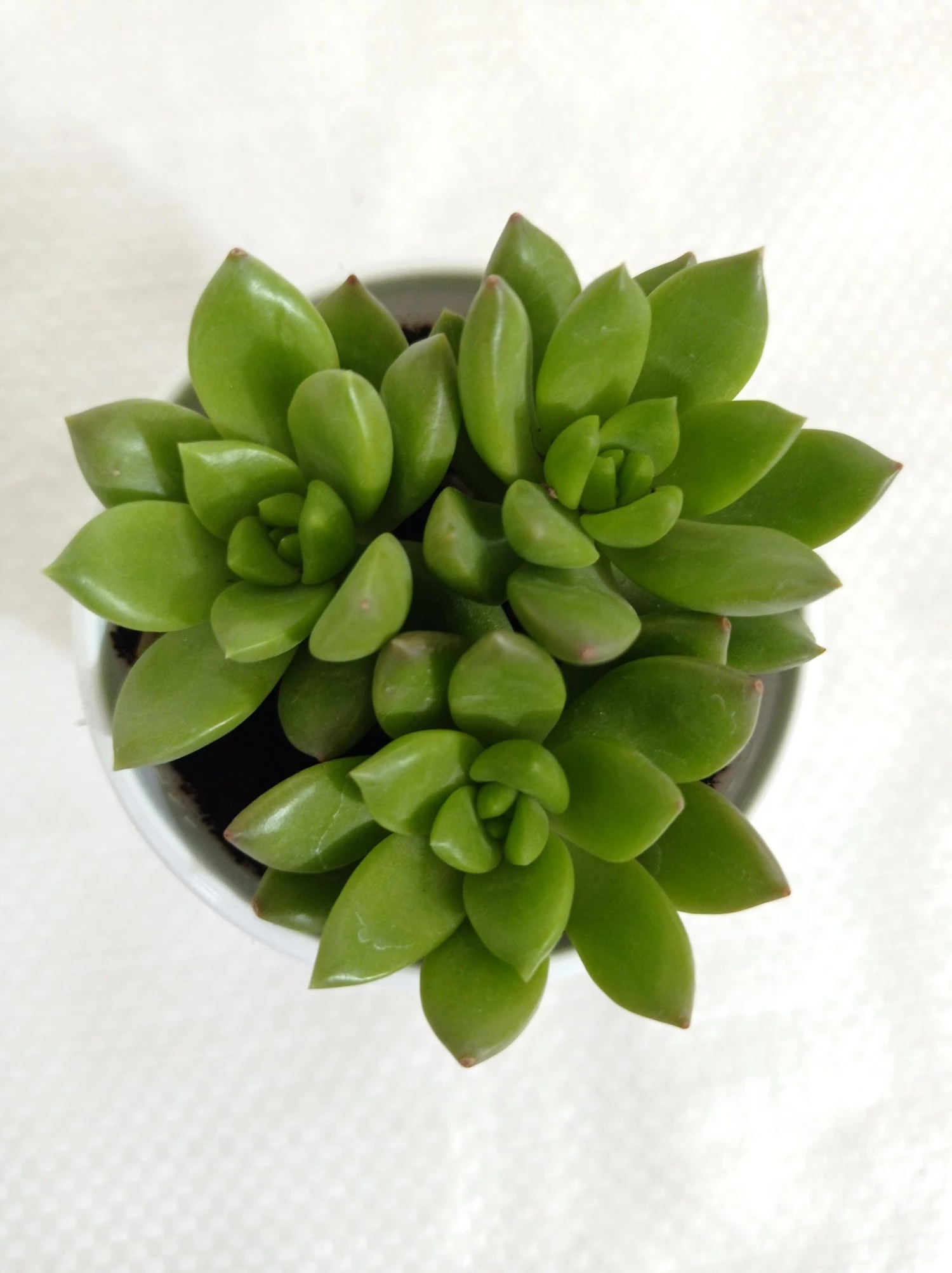 CGASPL Plants Sedum Alice Evans Succulent Plant 3 CGASPL Plants Sedum Alice Evans Succulent Plant