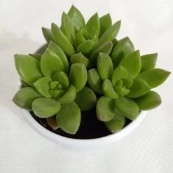 CGASPL Plants Sedum Alice Evans Succulent Plant