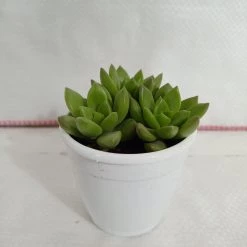 CGASPL Plants Sedum Alice Evans Succulent Plant 7 CGASPL Plants Sedum Alice Evans Succulent Plant