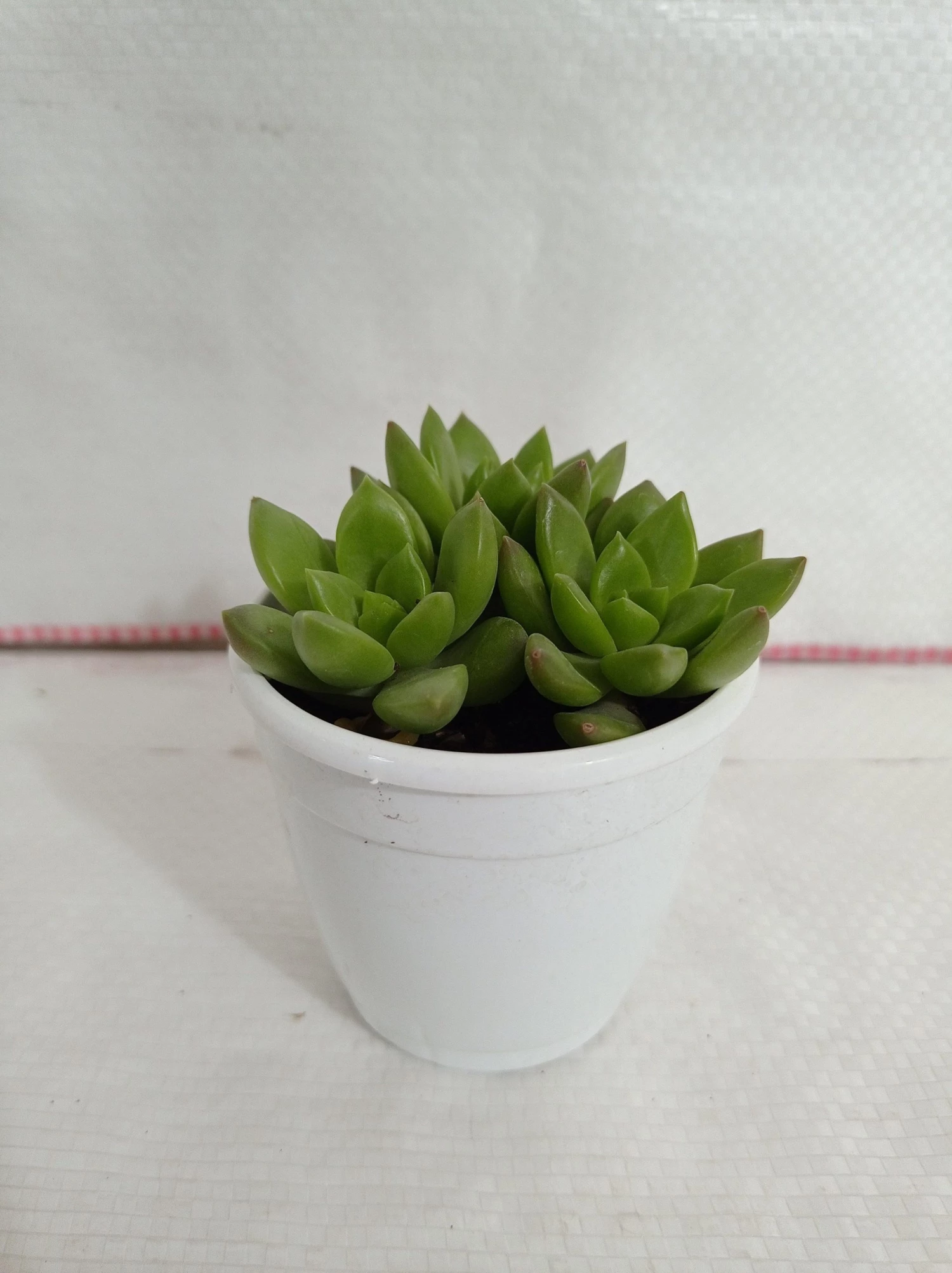 CGASPL Plants Sedum Alice Evans Succulent Plant 5 CGASPL Plants Sedum Alice Evans Succulent Plant