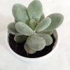 CGASPL Sedum Treleasei Succulent Plant Plants